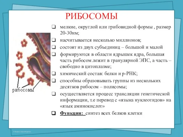 РИБОСОМЫ мелкие, округлой или грибовидной формы , размер 20-30нм; насчитывается несколько миллионов;