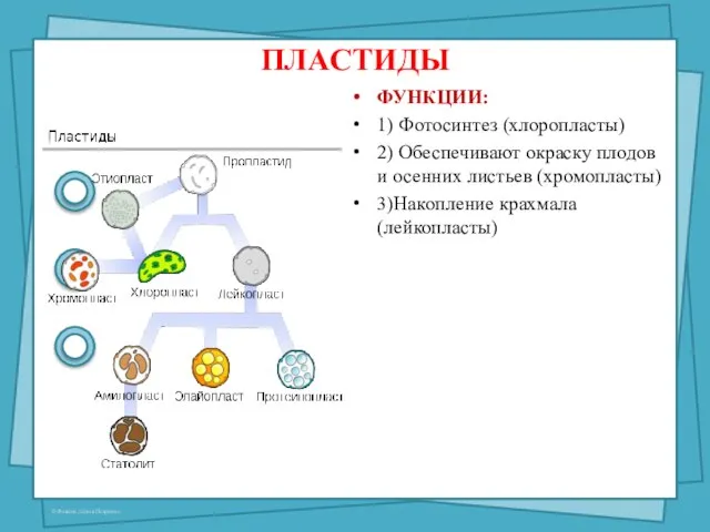 ПЛАСТИДЫ ФУНКЦИИ: 1) Фотосинтез (хлоропласты) 2) Обеспечивают окраску плодов и осенних листьев (хромопласты) 3)Накопление крахмала (лейкопласты)