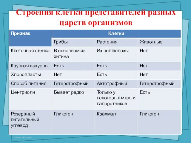 Строения клетки представителей разных царств организмов