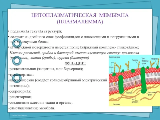 ЦИТОПЛАЗМАТИЧЕСКАЯ МЕМБРАНА (ПЛАЗМАЛЕММА) подвижная текучая структура; состоит из двойного слоя фосфолипидов с