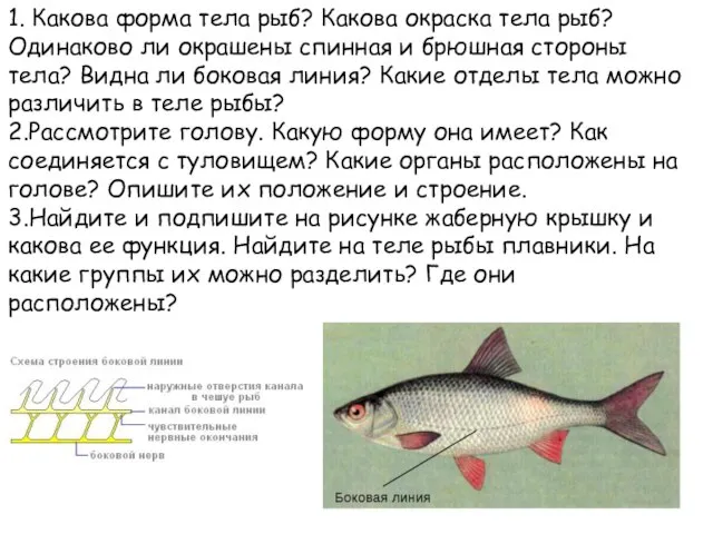 1. Какова форма тела рыб? Какова окраска тела рыб? Одинаково ли окрашены