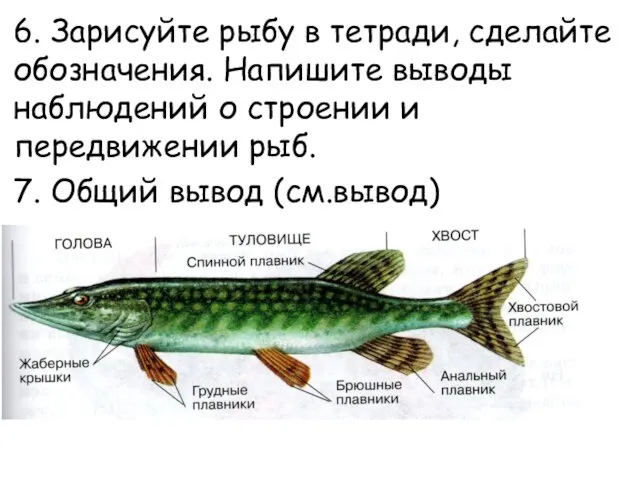 6. Зарисуйте рыбу в тетради, сделайте обозначения. Напишите выводы наблюдений о строении