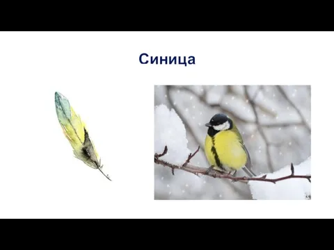 Синица