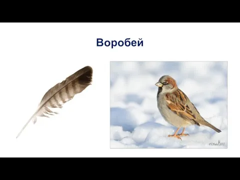 Воробей