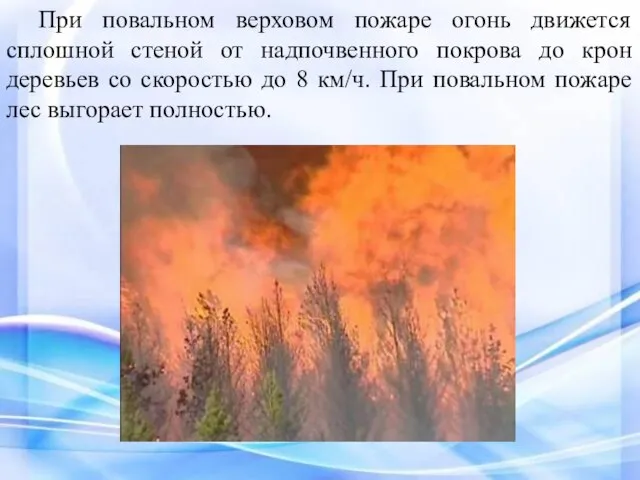 При повальном верховом пожаре огонь движется сплошной стеной от надпочвенного покрова до