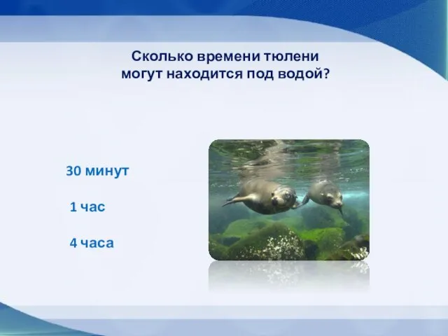 Сколько времени тюлени могут находится под водой? 30 минут 1 час 4 часа