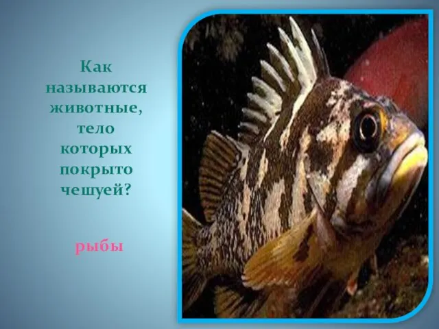 Как называются животные, тело которых покрыто чешуей? рыбы