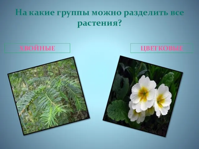 На какие группы можно разделить все растения? ХВОЙНЫЕ ЦВЕТКОВЫЕ