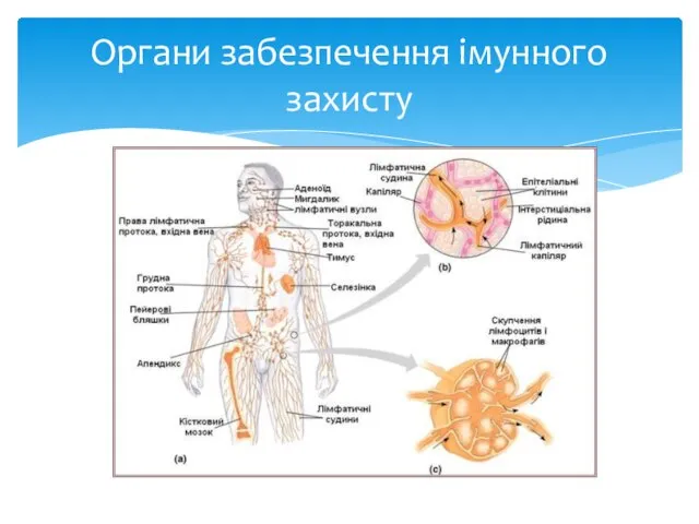 Органи забезпечення імунного захисту