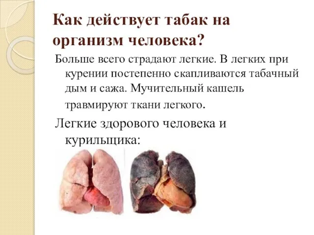 Как действует табак на организм человека? Больше всего страдают легкие. В легких