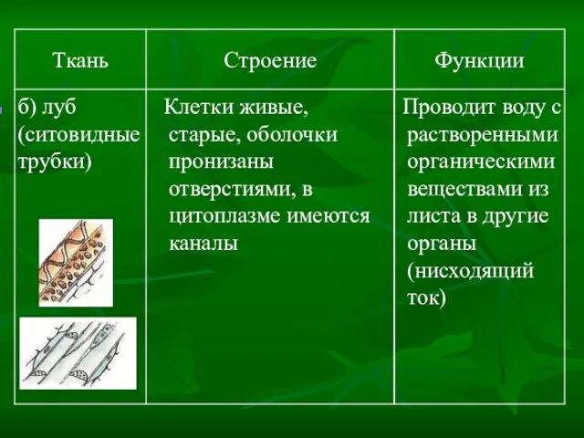 Проводит воду с растворенными органическими веществами из листа в другие органы (нисходящий