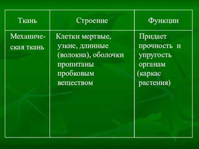 Придает прочность и упругость органам (каркас растения) Клетки мертвые, узкие, длинные (волокна),