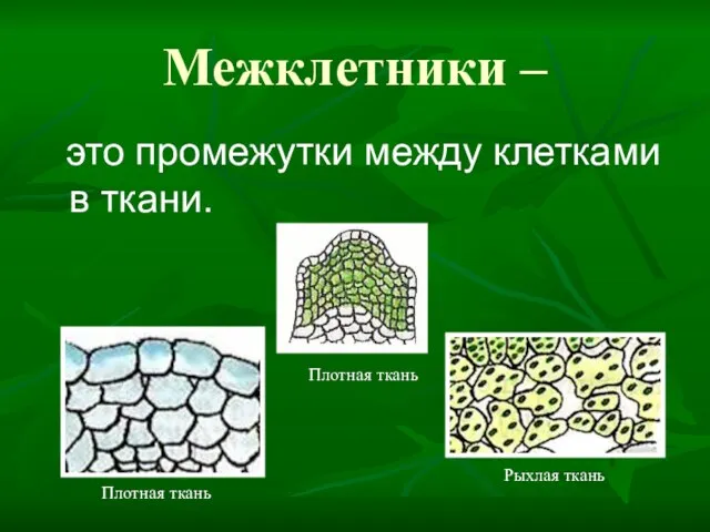 Межклетники – это промежутки между клетками в ткани. Плотная ткань Плотная ткань Рыхлая ткань