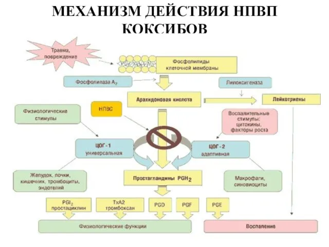 МЕХАНИЗМ ДЕЙСТВИЯ НПВП КОКСИБОВ