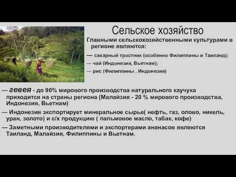 Сельское хозяйство — гевея - до 90% мирового производства натурального каучука приходится