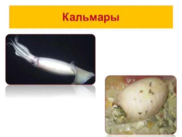 Кальмары