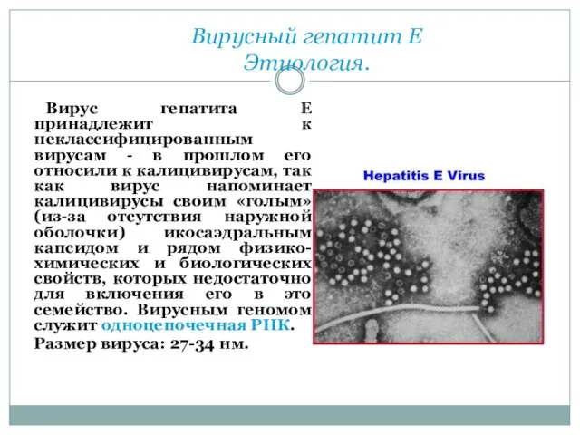 Вирусный гепатит Е Этиология. Вирус гепатита Е принадлежит к неклассифицированным вирусам -