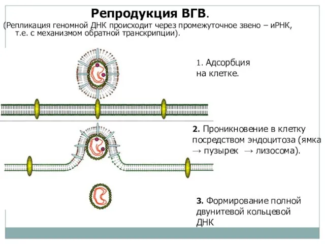 Репродукция ВГВ. (Репликация геномной ДНК происходит через промежуточное звено – иРНК, т.е.