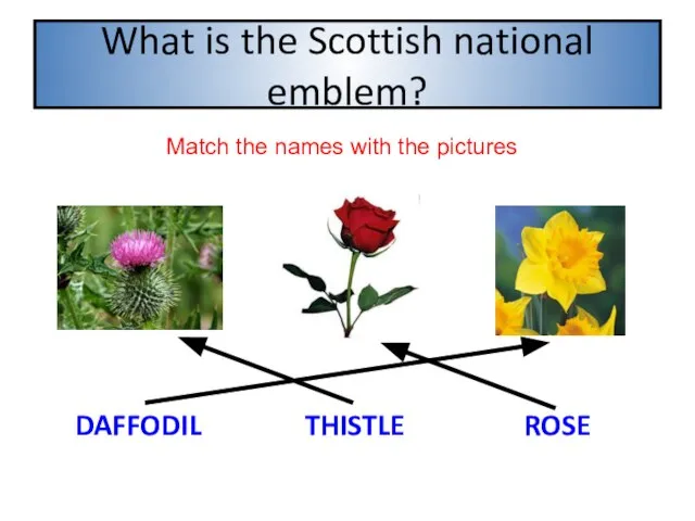 What is the Scottish national emblem? THISTLE DAFFODIL ROSE Match the names with the pictures