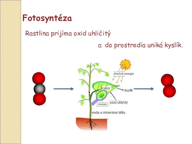 Fotosyntéza Rastlina prijíma oxid uhličitý a do prostredia uniká kyslík.