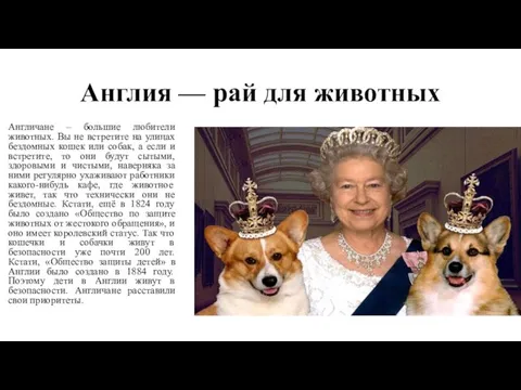 Англия — рай для животных Англичане – большие любители животных. Вы не