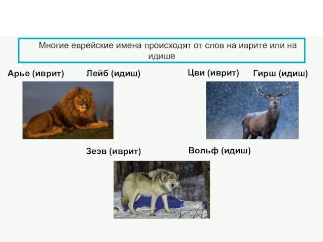 Многие еврейские имена происходят от слов на иврите или на идише Арье