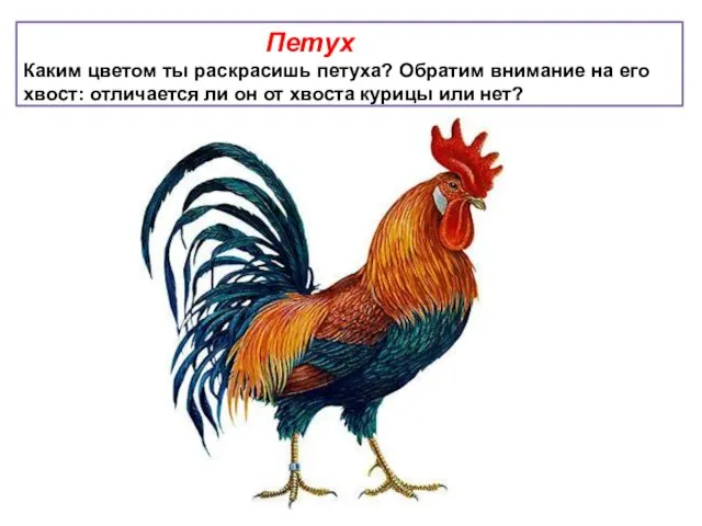 Петух Каким цветом ты раскрасишь петуха? Обратим внимание на его хвост: отличается