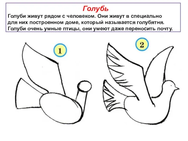 Голубь Голуби живут рядом с человеком. Они живут в специально для них