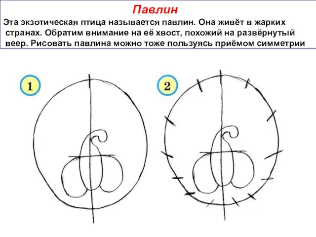 Павлин Эта экзотическая птица называется павлин. Она живёт в жарких странах. Обратим