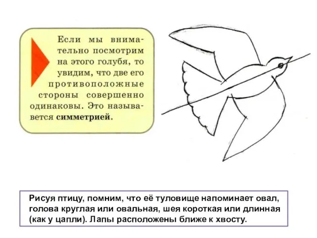 Рисуя птицу, помним, что её туловище напоминает овал, голова круглая или овальная,