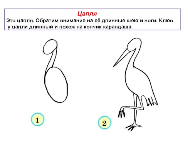 Цапля Это цапля. Обратим внимание на её длинные шею и ноги. Клюв