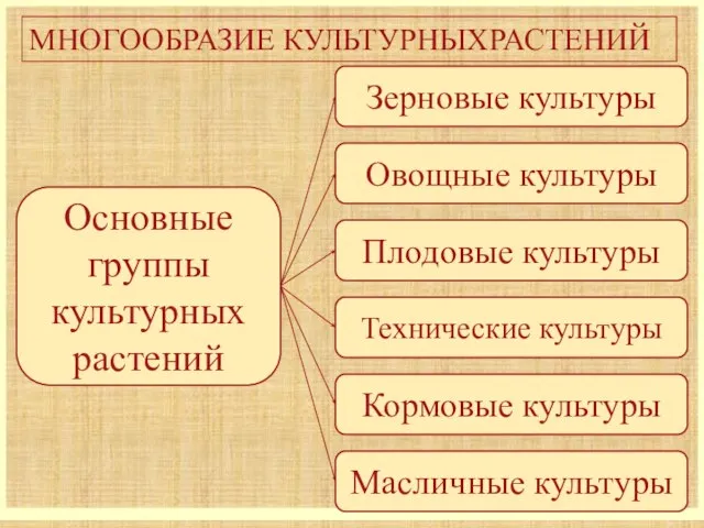 МНОГООБРАЗИЕ КУЛЬТУРНЫХРАСТЕНИЙ Основные группы культурных растений Овощные культуры Зерновые культуры Плодовые культуры