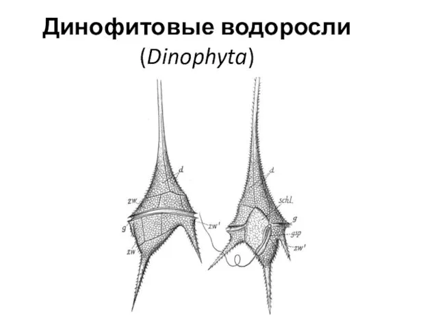 Динофитовые водоросли (Dinophyta)