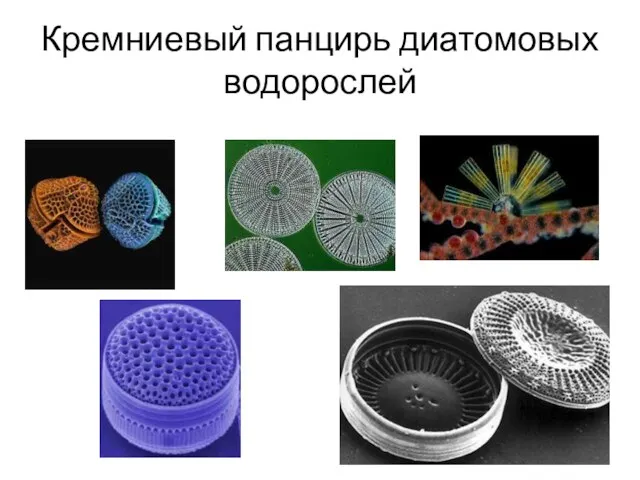 Кремниевый панцирь диатомовых водорослей