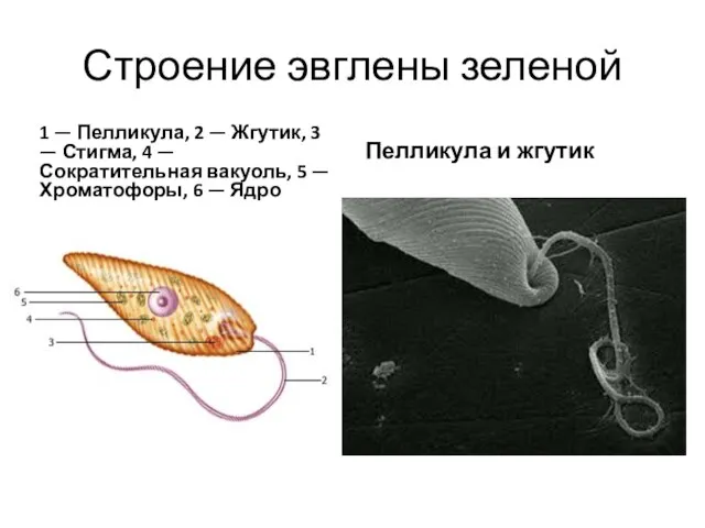 Строение эвглены зеленой 1 — Пелликула, 2 — Жгутик, 3 — Стигма,