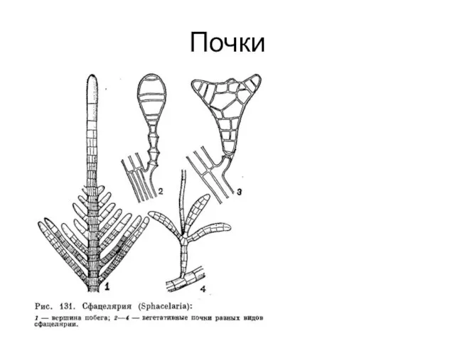 Почки