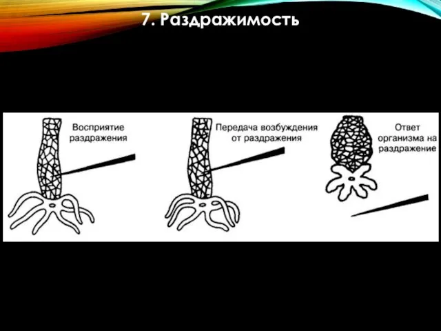 7. Раздражимость