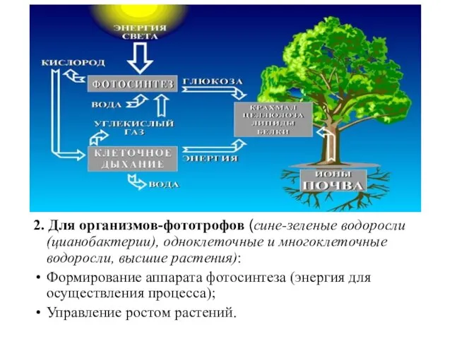 2. Для организмов-фототрофов (сине-зеленые водоросли (цианобактерии), одноклеточные и многоклеточные водоросли, высшие растения):