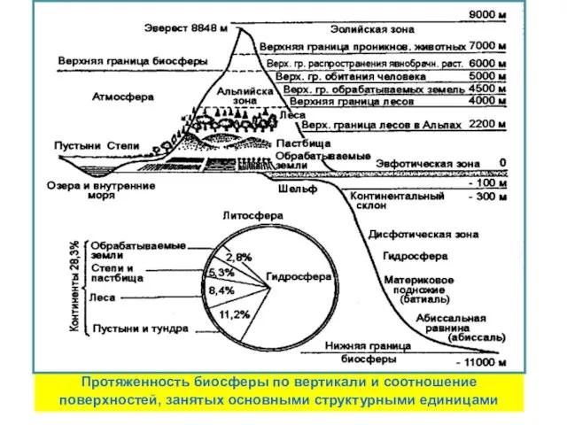 Протяженность биосферы по вертикали и соотношение поверхностей, занятых основными структурными единицами