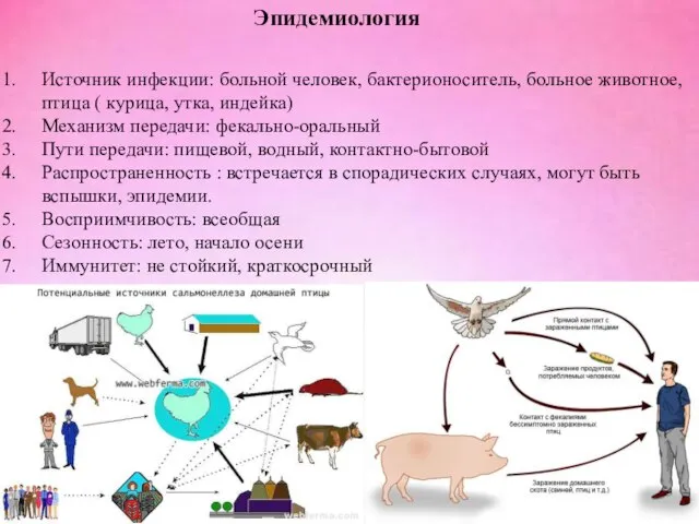 Эпидемиология Источник инфекции: больной человек, бактерионоситель, больное животное, птица ( курица, утка,