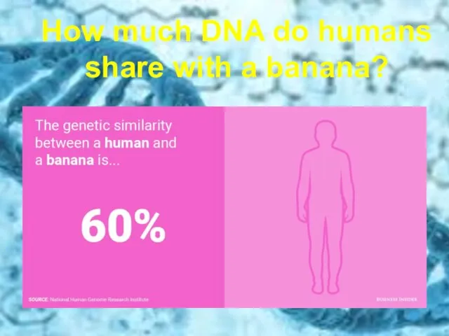 How much DNA do humans share with a banana?