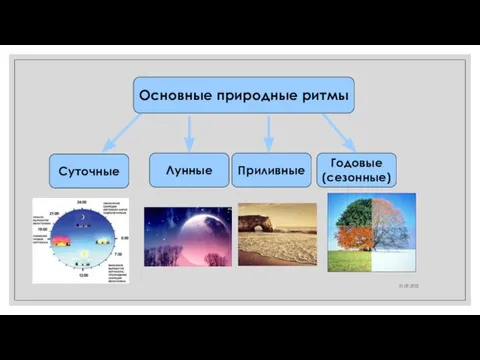 21.09.2022 Приливные Годовые (сезонные) Лунные Основные природные ритмы Суточные