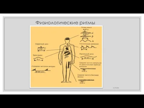 21.09.2022 Физиологические ритмы