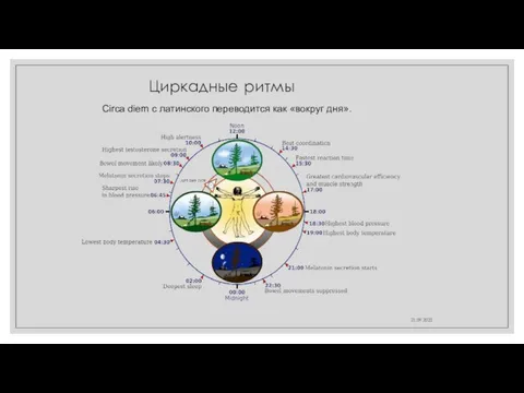 21.09.2022 Циркадные ритмы Circa diem с латинского переводится как «вокруг дня».