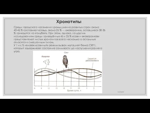 21.09.2022 Хронотипы Среди городского населения промышленно развитых стран около 40-45 % составляют