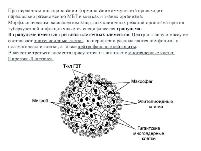 При первичном инфицировании формирование иммунитета происходит параллельно размножению МБТ в клетках и