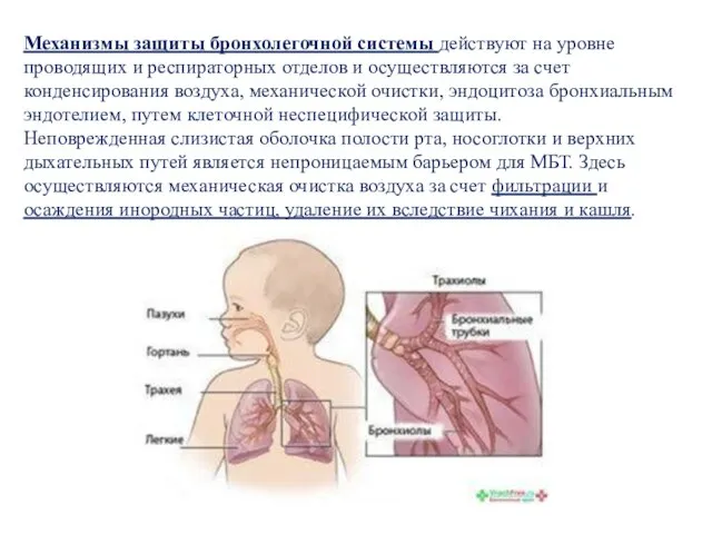 Механизмы защиты бронхолегочной системы действуют на уровне проводящих и респираторных отделов и