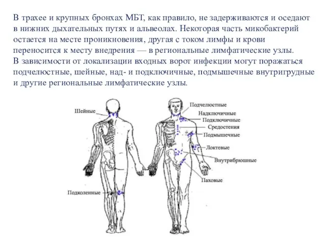 В трахее и крупных бронхах МБТ, как правило, не задерживаются и оседают