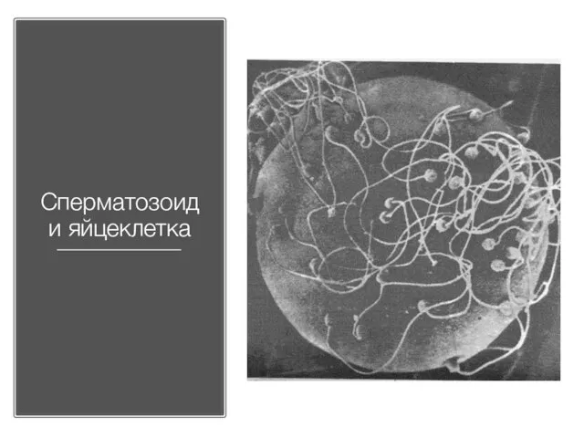 Сперматозоид и яйцеклетка