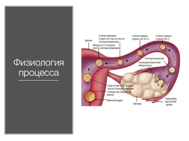 Физиология процесса